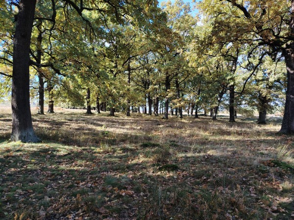 WhatsApp Image 2025-11-11 at 18.57.12 (5)-redimensionată-la-medie